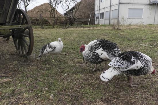 Complesso Museale di Dahlem